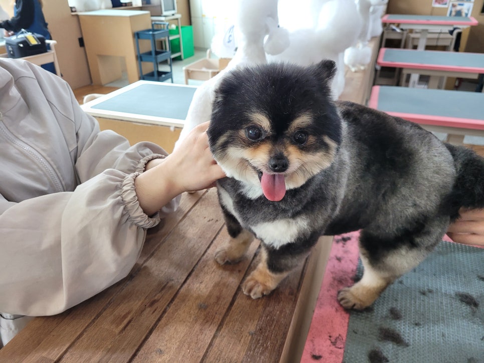 포항애견미용학원 이미지
