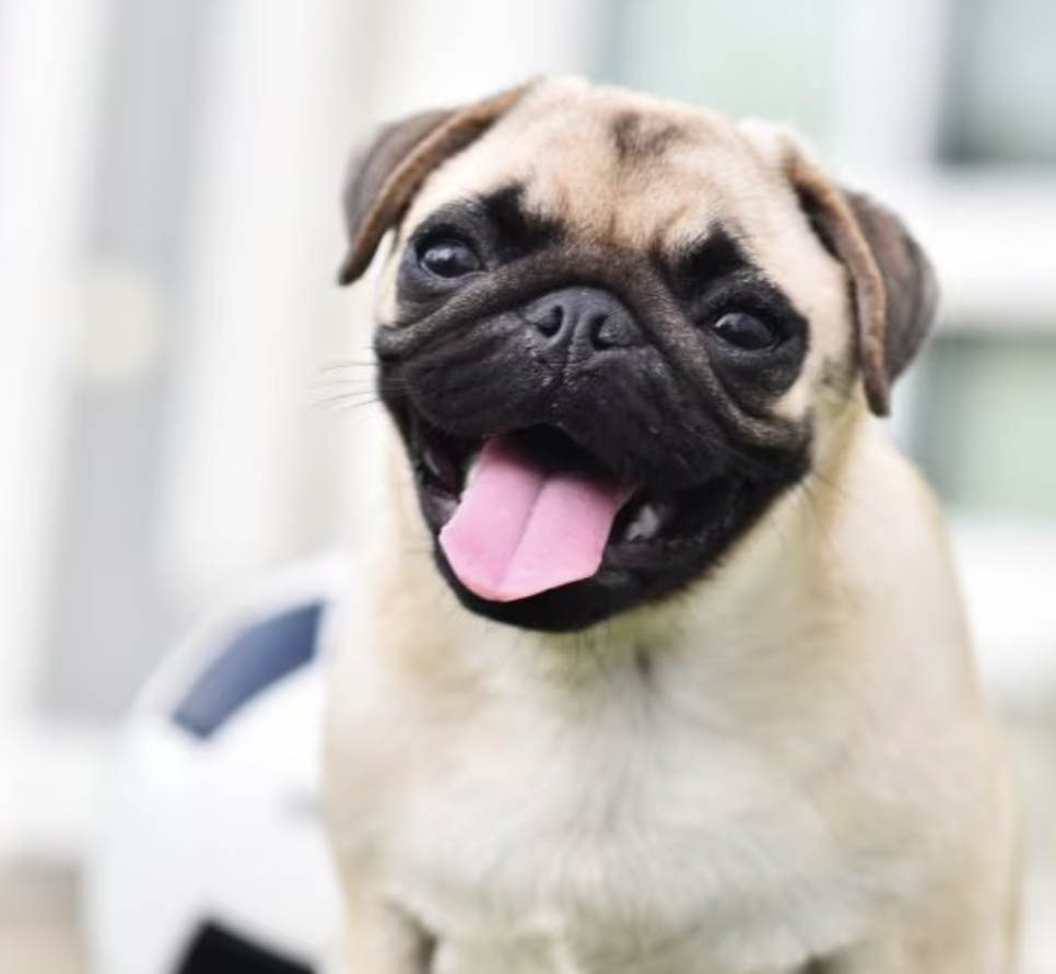 강아지 품종별 성격