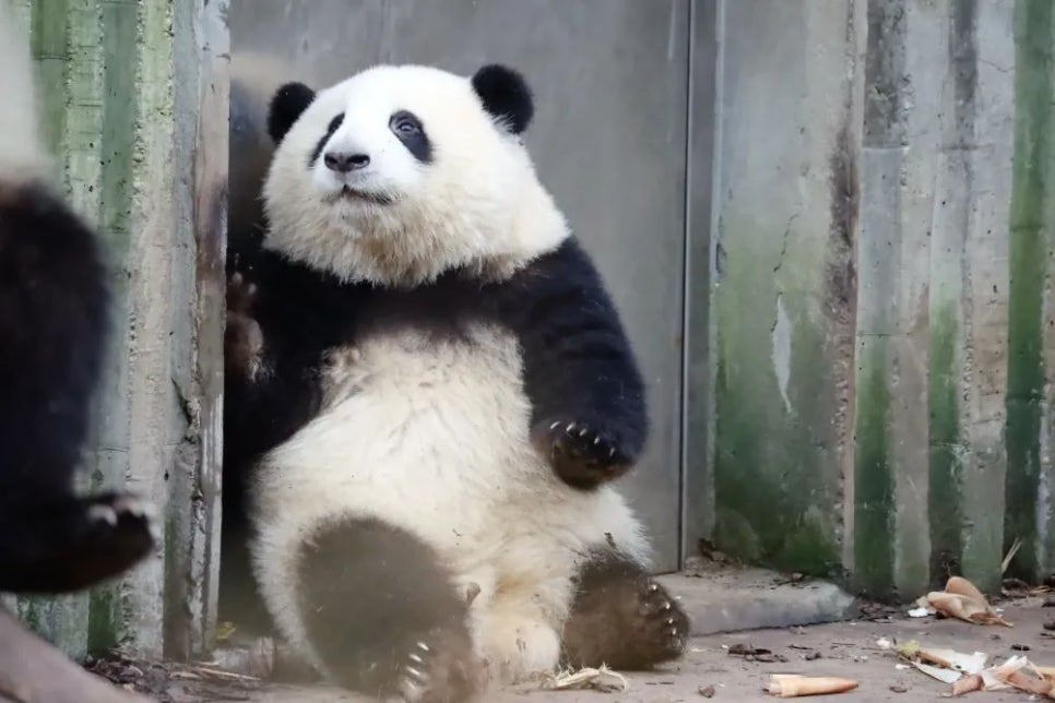 화화 이미지
