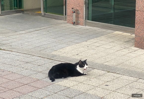 단비분식 이미지