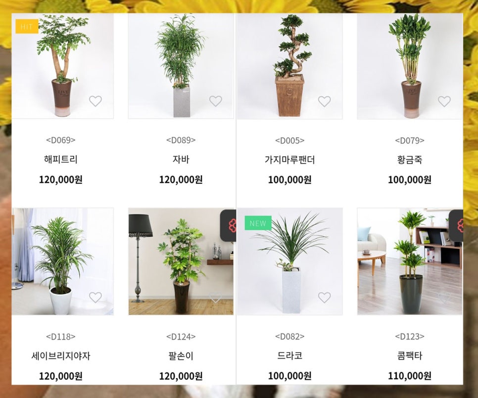 영주꽃배달 이미지
