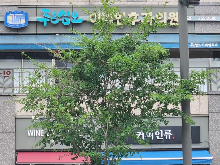 푸른성모이비인후과의원 이미지