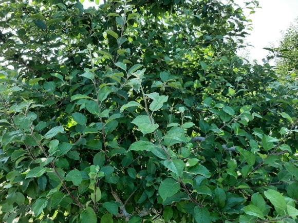 사과나무(주) 이미지