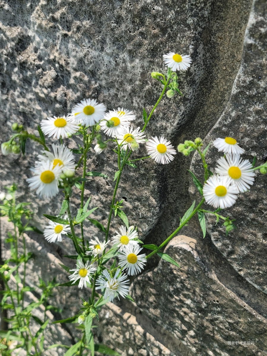 밝은동산 이미지