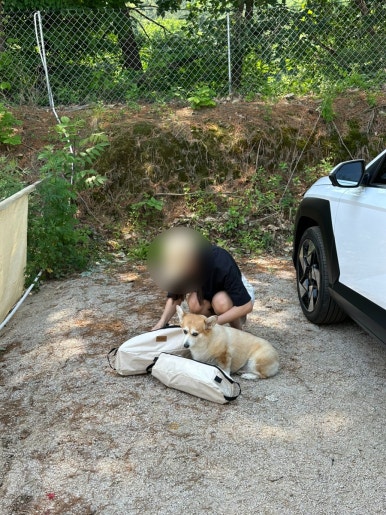 위드독스in포천 이미지