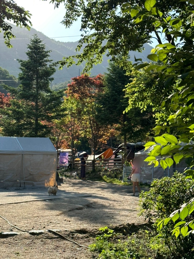위드독스in포천 이미지