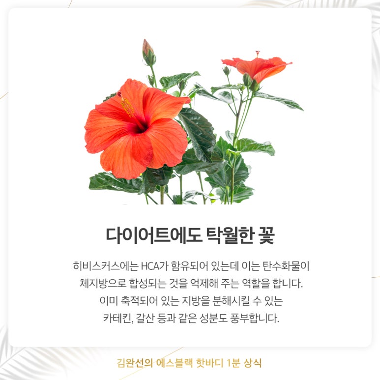래쉬바다 이미지