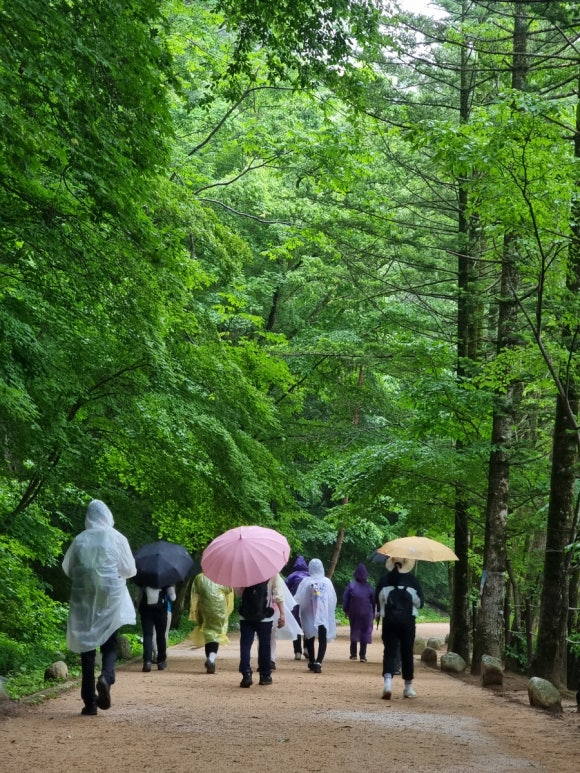 전나무길 이미지