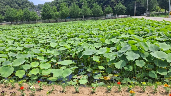 대전우표사 이미지