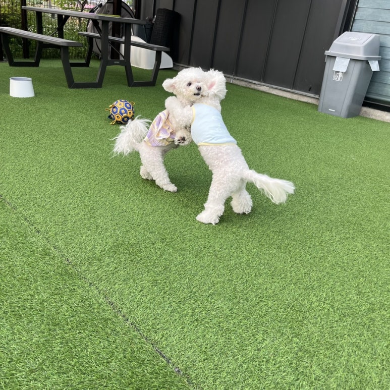 카페리브어스 이미지