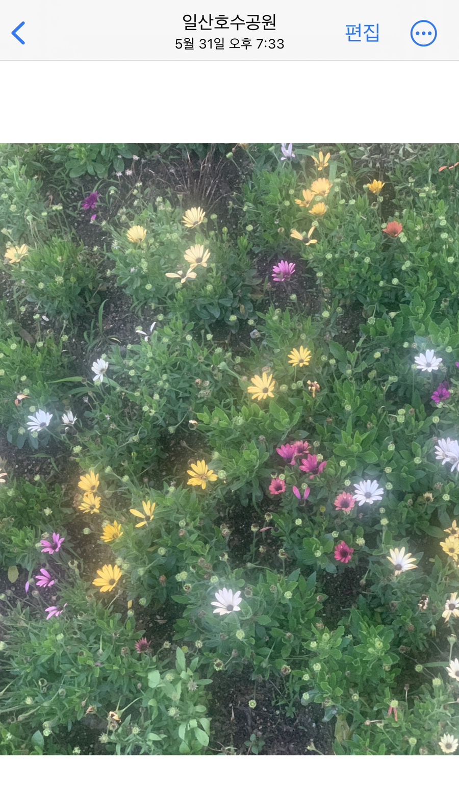 꽃조아 이미지