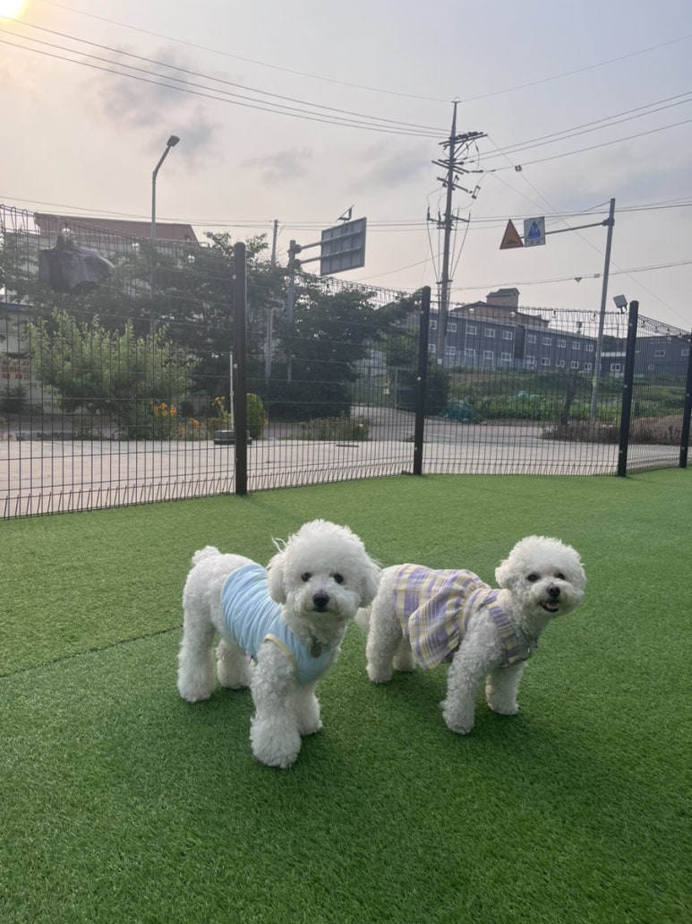 카페리브어스 이미지