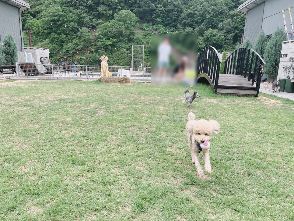충북 보은 독채 애견펜션, 수영장·운동장 완비 개버랜드 — 사진 4