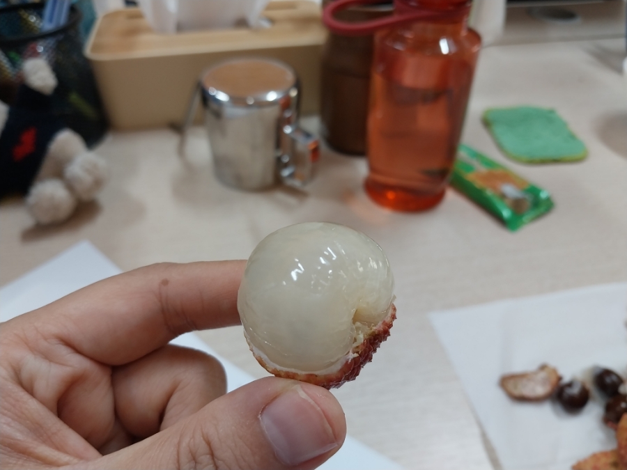 또요리치 이미지