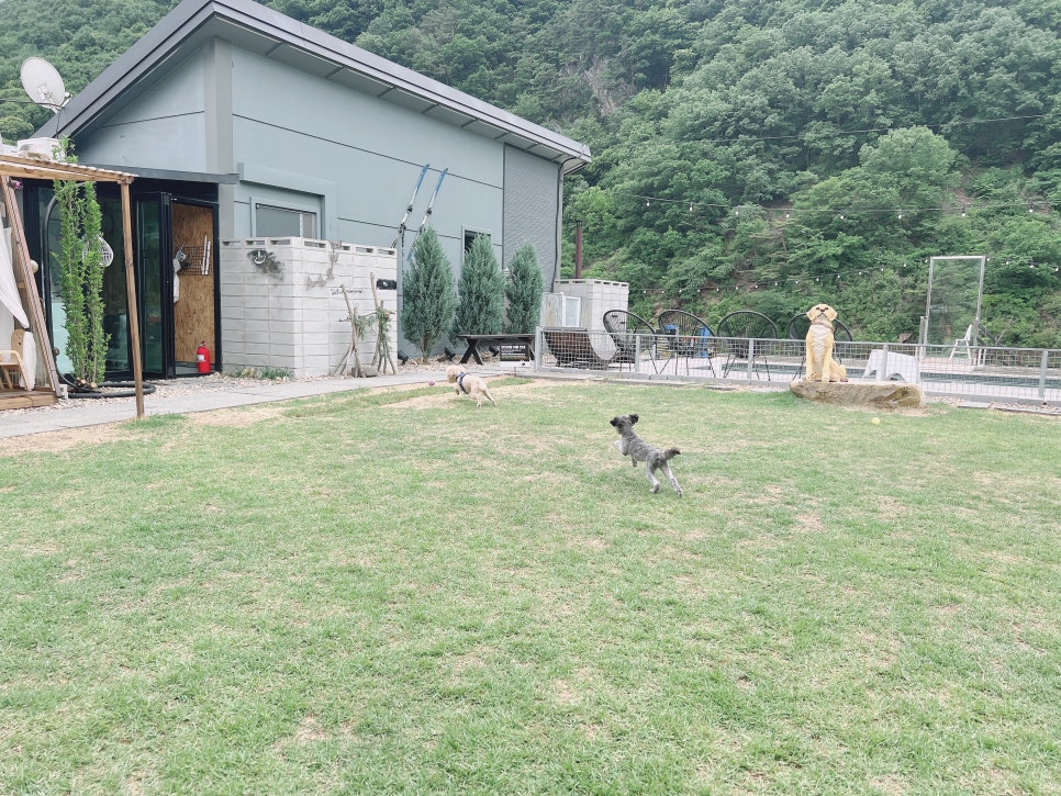 충북 보은 독채 애견펜션, 수영장·운동장 완비 개버랜드 — 사진 5
