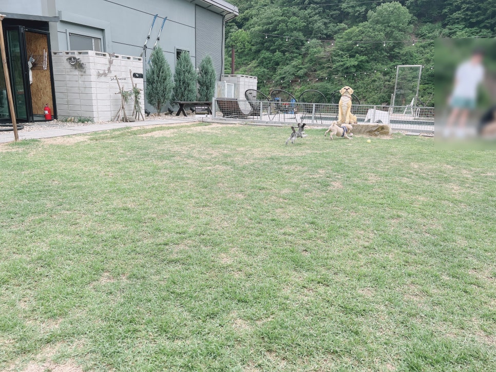 충북 보은 독채 애견펜션, 수영장·운동장 완비 개버랜드 — 사진 3