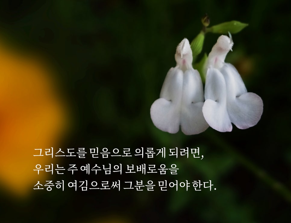 보배로움 이미지