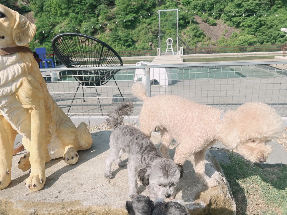 충북 보은 독채 애견펜션, 수영장·운동장 완비 개버랜드 — 사진 2