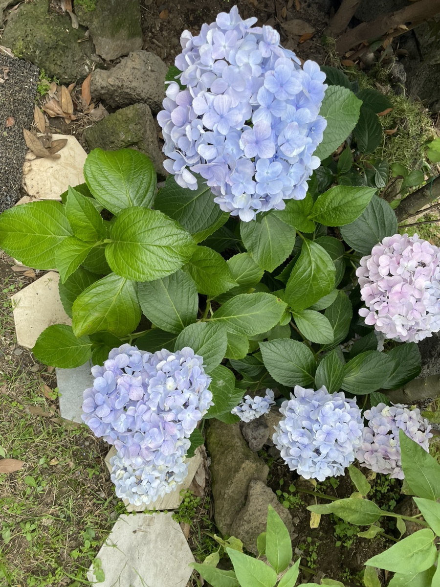 루리스 이미지