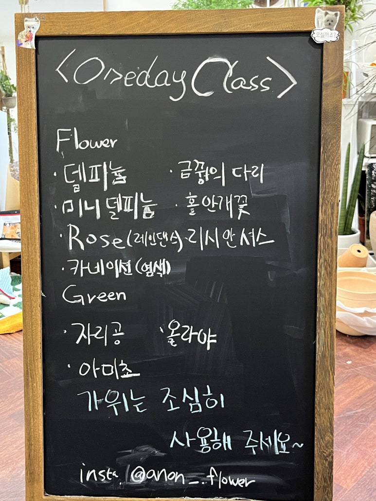 데이레인양 이미지