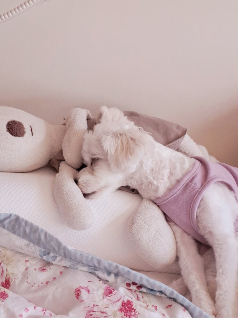서진상재 이미지
