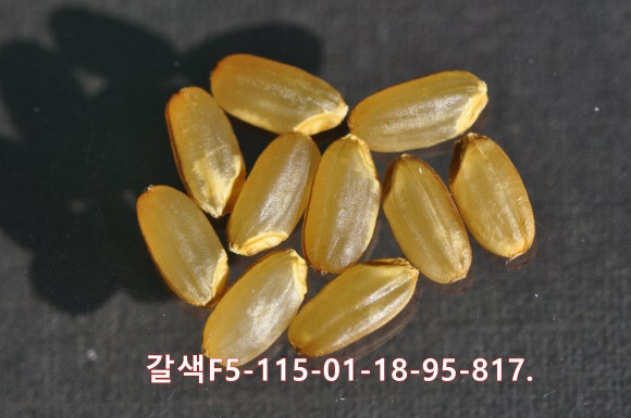 황금밥상 이미지