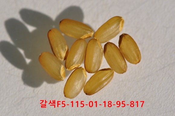 황금밥상 이미지