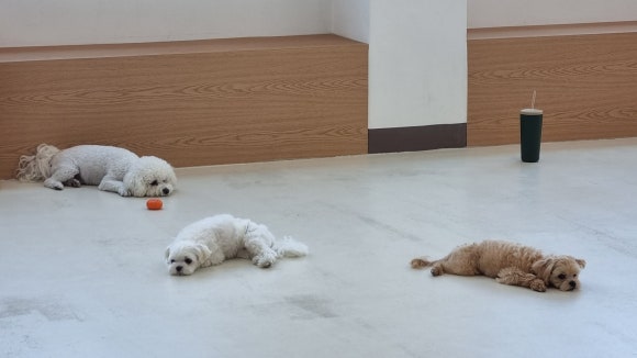 아르멍미르멍 이미지