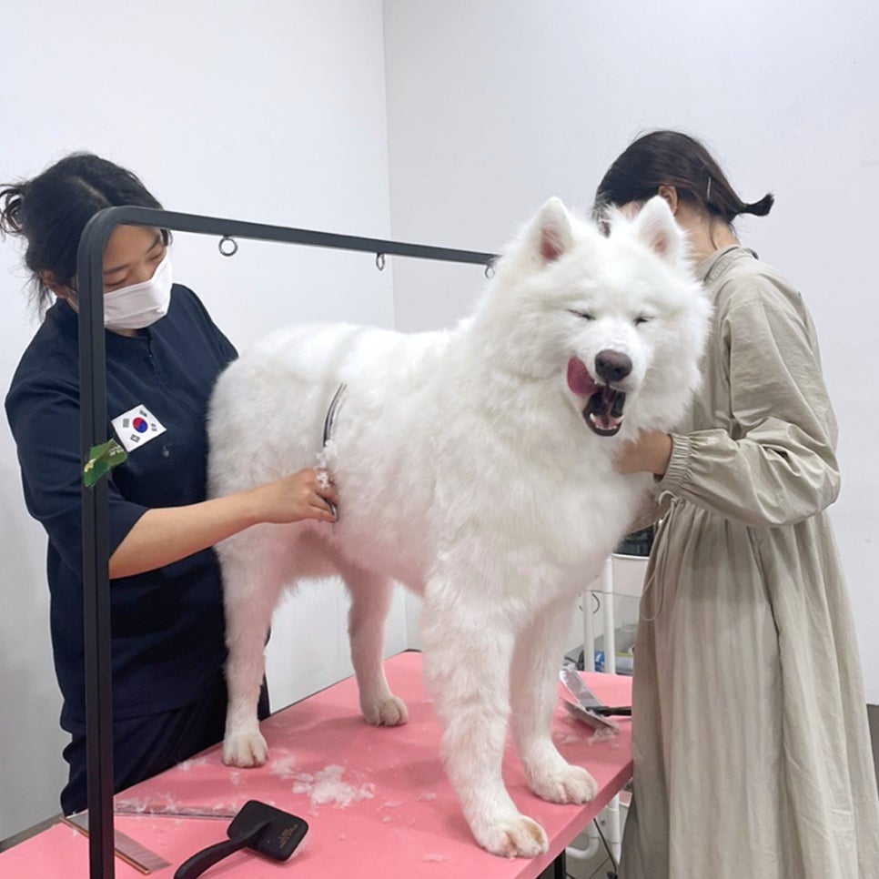 강남 대형견 미용, 사모예드 물개컷 비용과 후기 — 사진 6