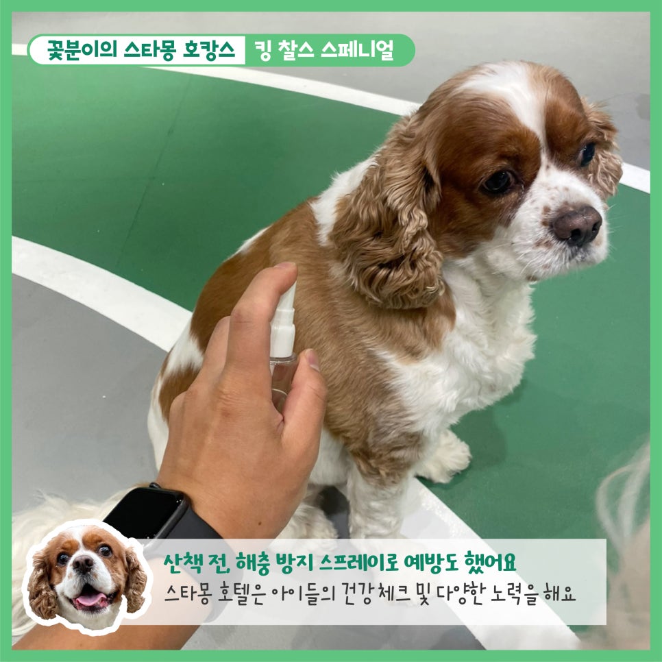 강남 애견호텔 스타몽, 350평 운동장 호텔링 후기 — 사진 4