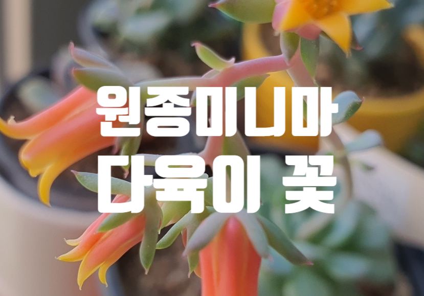원종화원 이미지