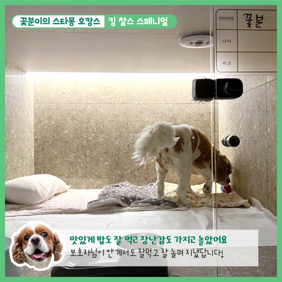 강남 애견호텔 스타몽, 350평 운동장 호텔링 후기 — 사진 7