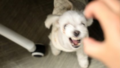 돌담캠핑장 이미지