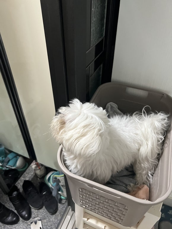 오뽐 이미지