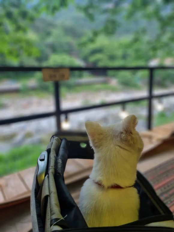 단양연화 이미지