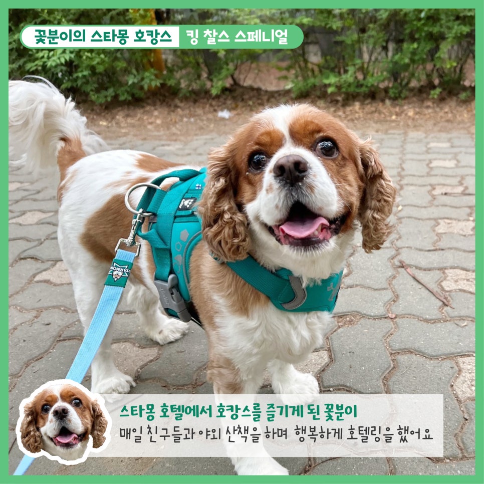 강남 애견호텔 스타몽, 350평 운동장 호텔링 후기 — 사진 3