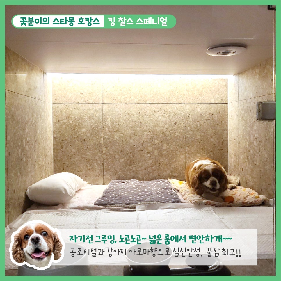 강남 애견호텔 스타몽, 350평 운동장 호텔링 후기 — 사진 8