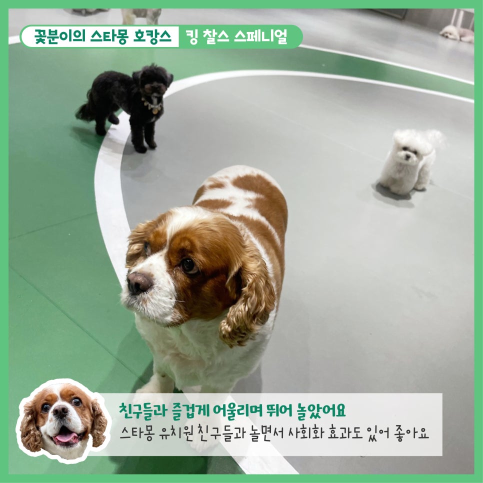 강남 애견호텔 스타몽, 350평 운동장 호텔링 후기 — 사진 5