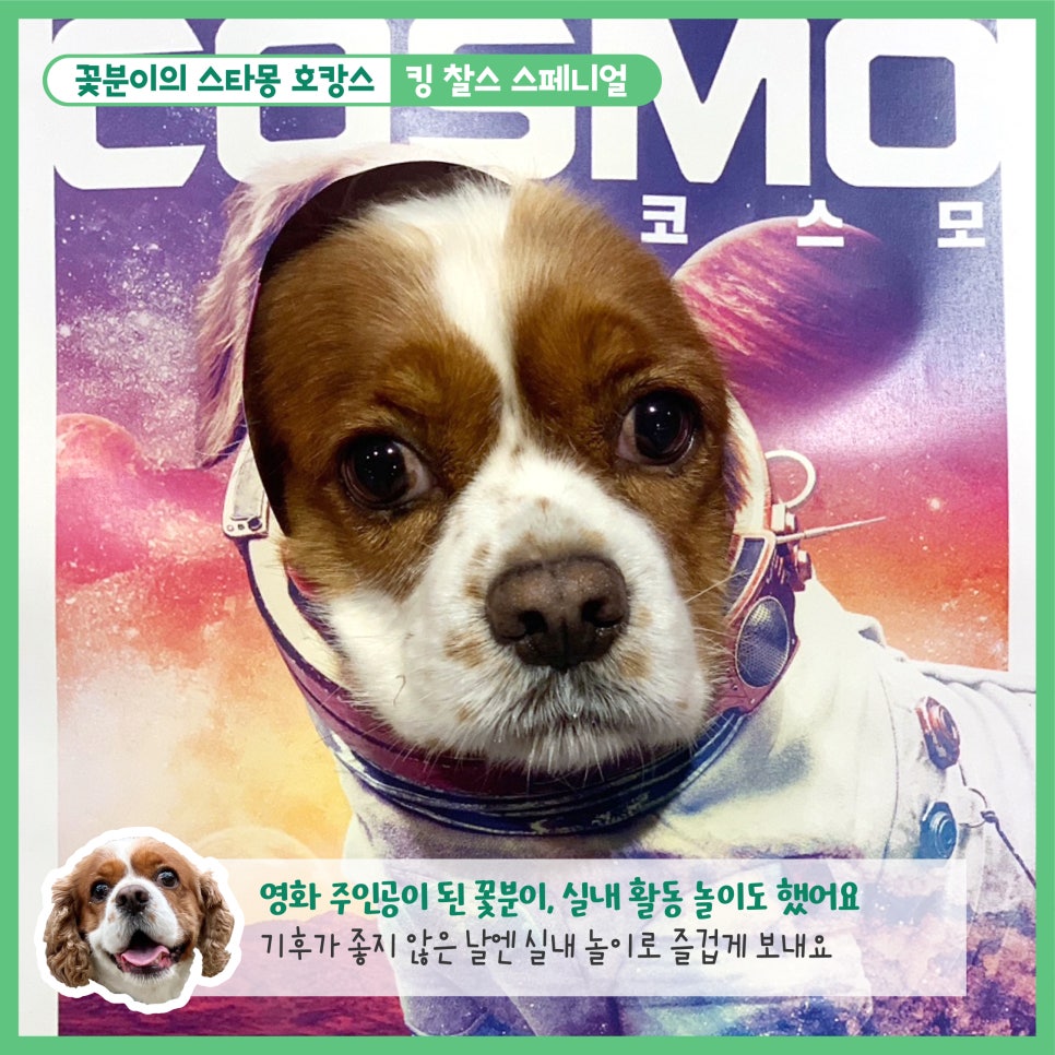 강남 애견호텔 스타몽, 350평 운동장 호텔링 후기 — 사진 6