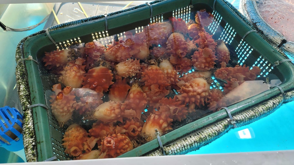 해맞이회타운 이미지