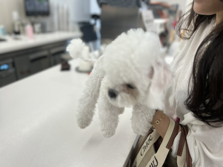 강남 애견카페 글램독 그라운드 삼성점 방문 후기 — 사진 13