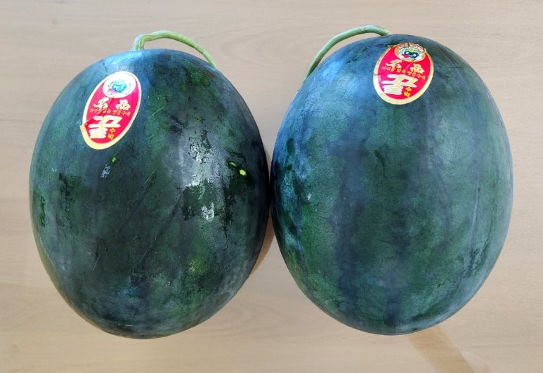 김0철 이미지