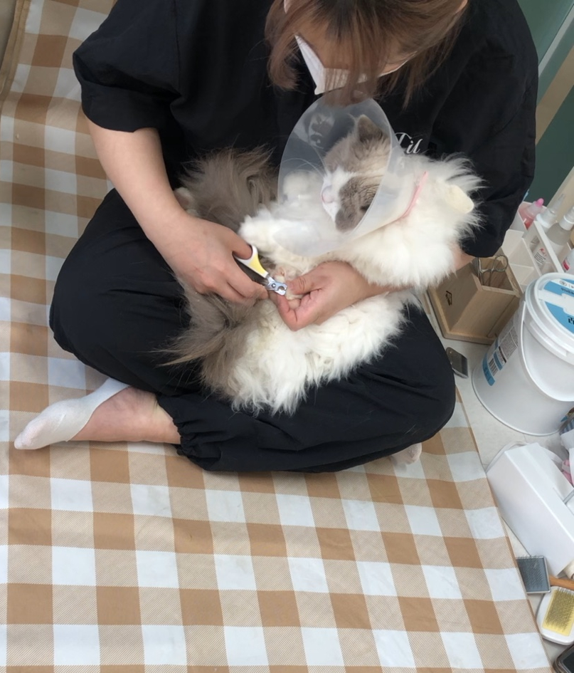 카밍캣 고양이미용 이미지