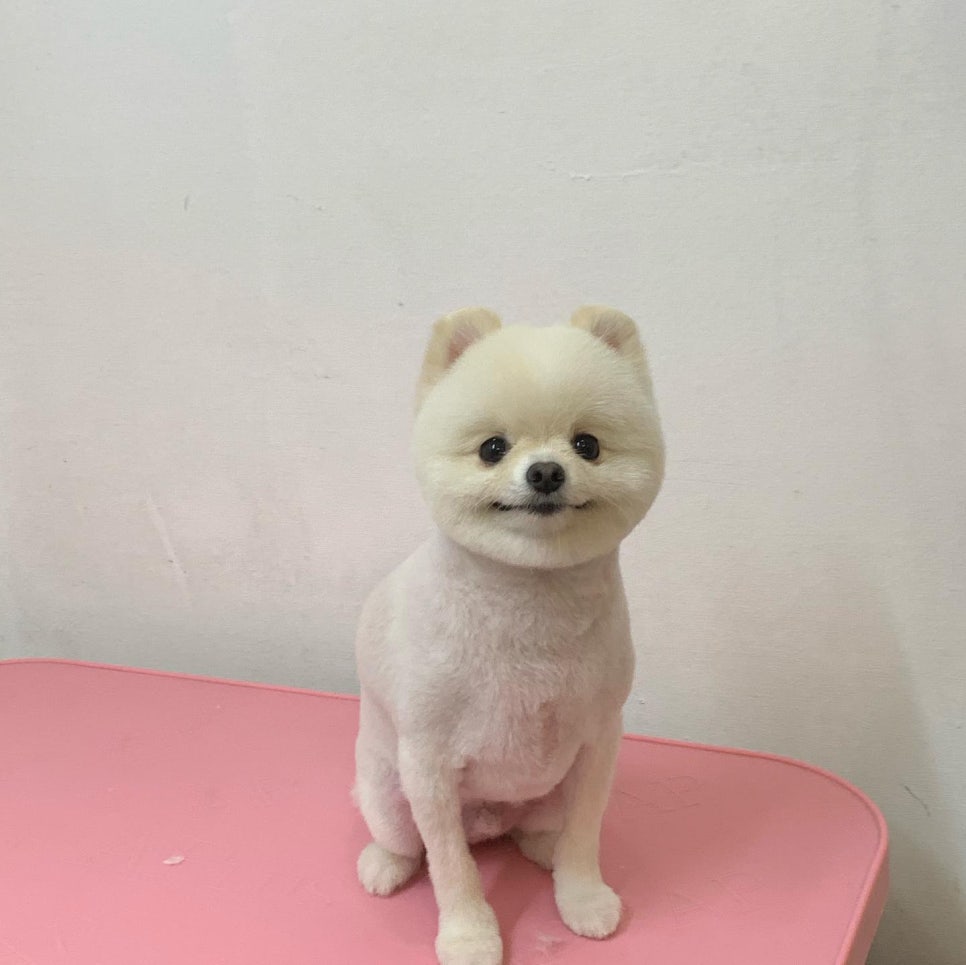 코코 반려견미용실 이미지