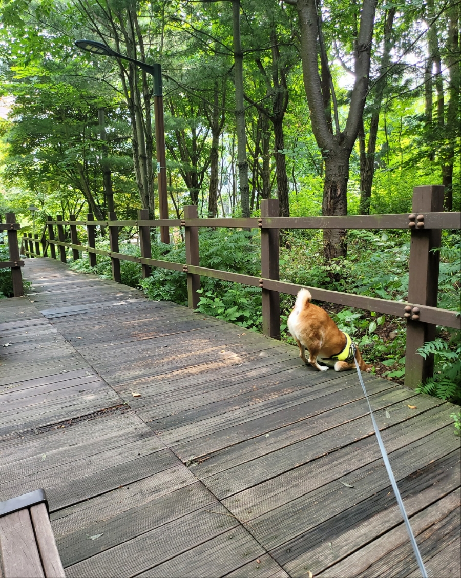 러브다이브 이미지