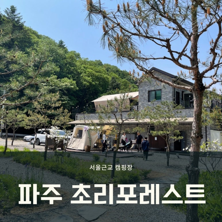 초리포레스트 이미지