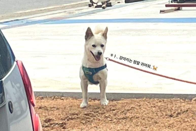 멕시카나치킨(한화A점) 이미지