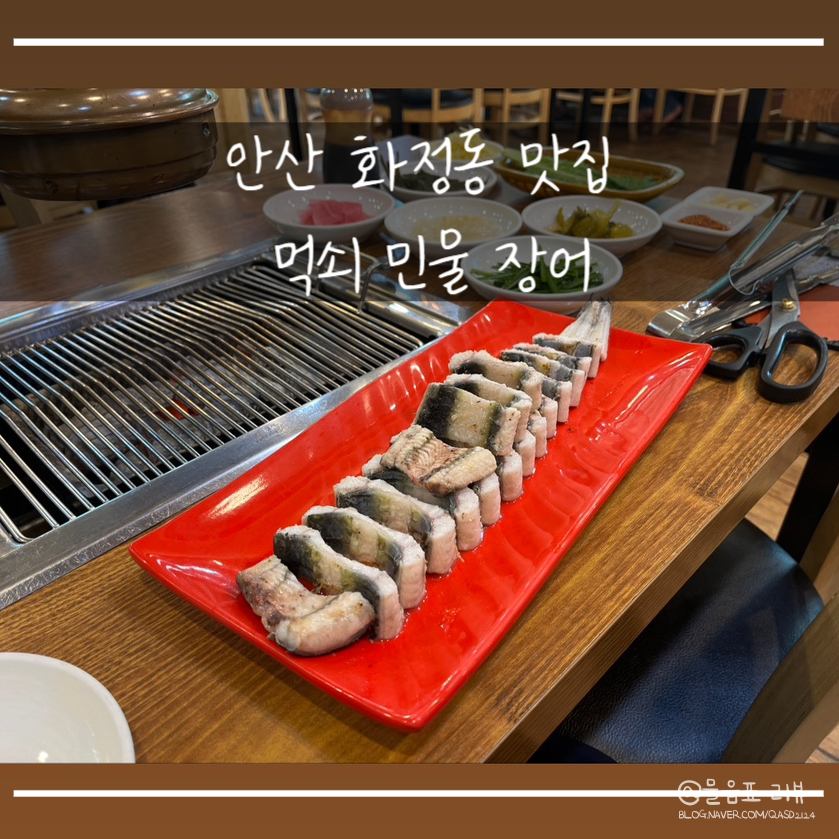 먹쇠민물장어 이미지