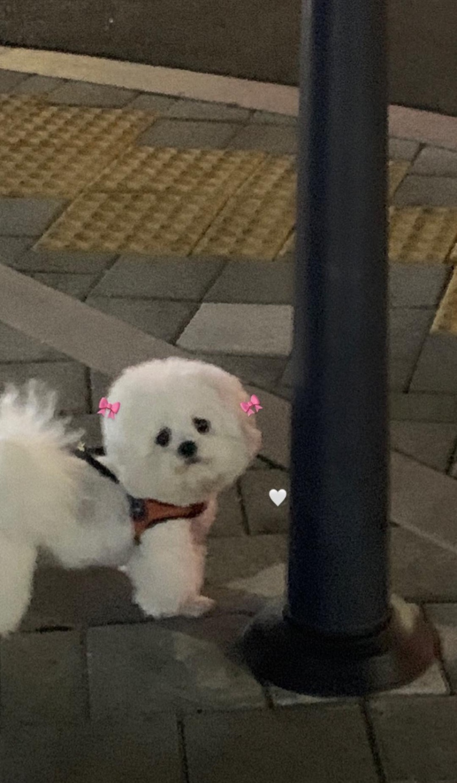 진민네 이미지
