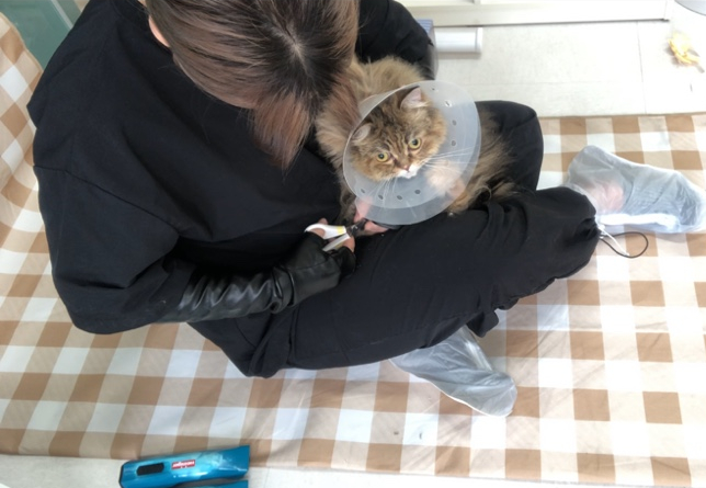 카밍캣 고양이미용 이미지